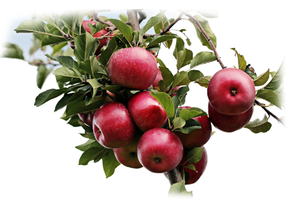 Fuji Apples – Fruits365